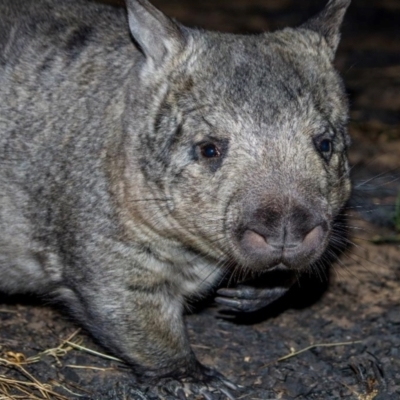 Lasiorhinus krefftii (Northern Hairy-nosed Wombat, Yaminon) at Elgin, QLD - 4 Jul 2019 by MichaelBedingfield