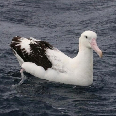 Diomedea gibsoni (Gibson's Albatross) at Undefined - 25 Jul 2020 by MichaelBedingfield