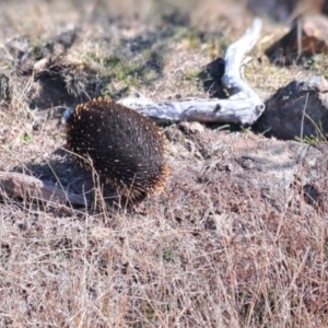 Tachyglossus aculeatus at Kambah, ACT - 6 Aug 2024 01:30 PM