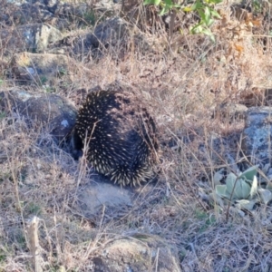 Tachyglossus aculeatus at Kambah, ACT - 6 Aug 2024 01:30 PM