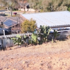 Opuntia ficus-indica (Indian Fig, Spineless Cactus) at Kambah, ACT - 6 Aug 2024 by Berno