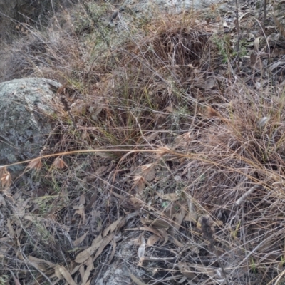 Themeda triandra (Kangaroo Grass) at Chisholm, ACT - 4 Aug 2024 by PatMASH