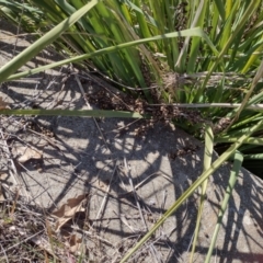 Lomandra longifolia (Spiny-headed Mat-rush, Honey Reed) at Chisholm, ACT - 6 Aug 2024 by PatMASH