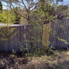 Phyllostachys aurea (Rhizomatous Bamboo) at Chisholm, ACT - 6 Aug 2024 by PatMASH