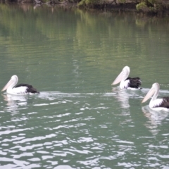 Pelecanus conspicillatus (Australian Pelican) at Orient Point, NSW - 5 Aug 2024 by plants