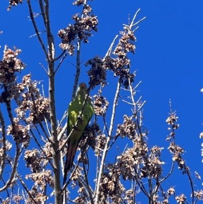 Polytelis swainsonii (Superb Parrot) at Wanniassa, ACT - 1 Aug 2024 by KathrineBz