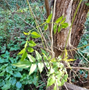 Jasminium polyanthum at Yarralumla, ACT - 6 Aug 2024 03:08 PM