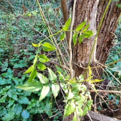 Jasminium polyanthum (Winter Jasmine) at Yarralumla, ACT - 6 Aug 2024 by Saligram