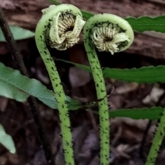 Blechnum cartilagineum (Gristle Fern) at Kianga, NSW - 4 Aug 2024 by Teresa