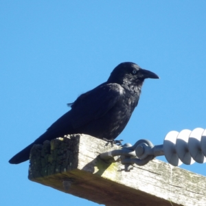 Corvus mellori at Braidwood, NSW - 6 Aug 2024 09:37 AM