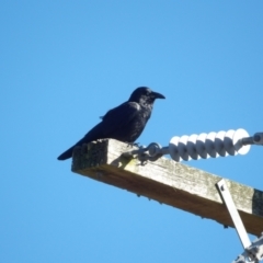 Corvus mellori at Braidwood, NSW - 6 Aug 2024 09:37 AM