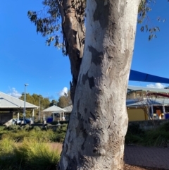 Eucalyptus blakelyi (Blakely's Red Gum) at Kambah, ACT - 6 Aug 2024 by jks