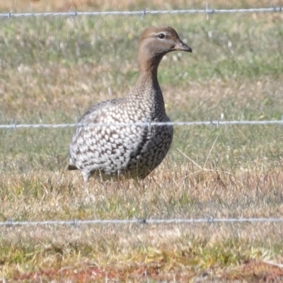 Chenonetta jubata (Australian Wood Duck) at Braidwood, NSW - 6 Aug 2024 by MatthewFrawley