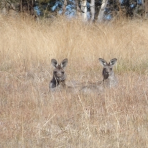 Macropus giganteus at Braidwood, NSW - 6 Aug 2024 09:57 AM