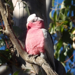 Eolophus roseicapilla at Braidwood, NSW - 6 Aug 2024 09:59 AM