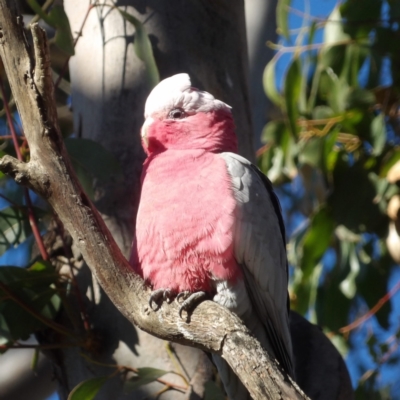 Eolophus roseicapilla (Galah) at Braidwood, NSW - 5 Aug 2024 by MatthewFrawley