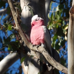 Eolophus roseicapilla at Braidwood, NSW - 6 Aug 2024 09:59 AM