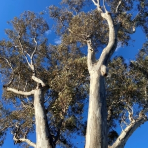 Eucalyptus blakelyi at Wanniassa, ACT - 6 Aug 2024