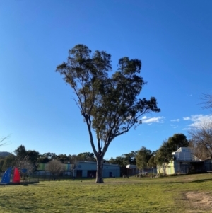 Eucalyptus blakelyi at Wanniassa, ACT - 6 Aug 2024