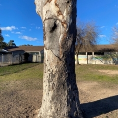 Eucalyptus blakelyi at Wanniassa, ACT - 6 Aug 2024