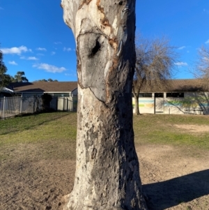 Eucalyptus blakelyi at Wanniassa, ACT - 6 Aug 2024