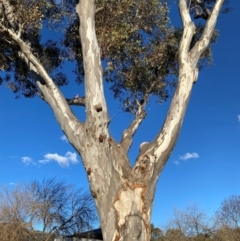 Eucalyptus blakelyi at Wanniassa, ACT - 6 Aug 2024