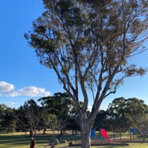 Eucalyptus blakelyi at Wanniassa, ACT - 6 Aug 2024