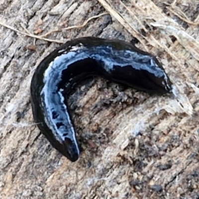 Parakontikia ventrolineata (Stripe-bellied flatworm) at Goulburn, NSW - 6 Aug 2024 by trevorpreston