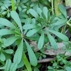 Galium aparine (Goosegrass, Cleavers) at Goulburn, NSW - 6 Aug 2024 by trevorpreston