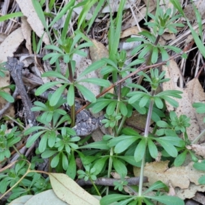 Galium aparine at Goulburn, NSW - 6 Aug 2024 04:31 PM