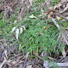 Galium aparine at Goulburn, NSW - 6 Aug 2024