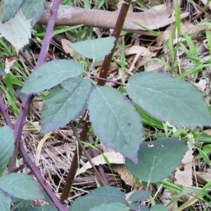 Rubus anglocandicans at Goulburn, NSW - 6 Aug 2024