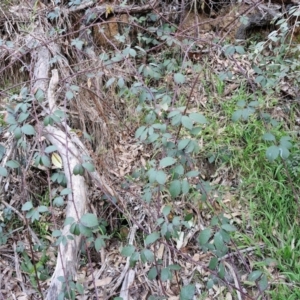 Rubus anglocandicans at Goulburn, NSW - 6 Aug 2024