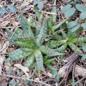 Aloe sp. at Goulburn, NSW - 6 Aug 2024