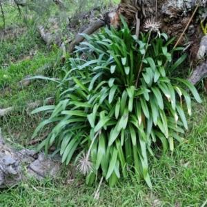 Agapanthus praecox subsp. orientalis at Goulburn, NSW - 6 Aug 2024 04:29 PM