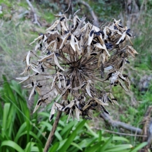 Agapanthus praecox subsp. orientalis at Goulburn, NSW - 6 Aug 2024 04:29 PM