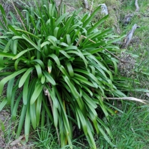 Agapanthus praecox subsp. orientalis at Goulburn, NSW - 6 Aug 2024 04:29 PM