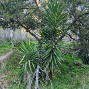 Yucca aloifolia at Goulburn, NSW - 6 Aug 2024