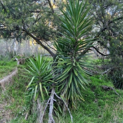 Yucca aloifolia (Spanish Bayonet) at Goulburn, NSW - 6 Aug 2024 by trevorpreston