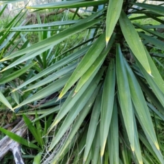 Yucca aloifolia at Goulburn, NSW - 6 Aug 2024