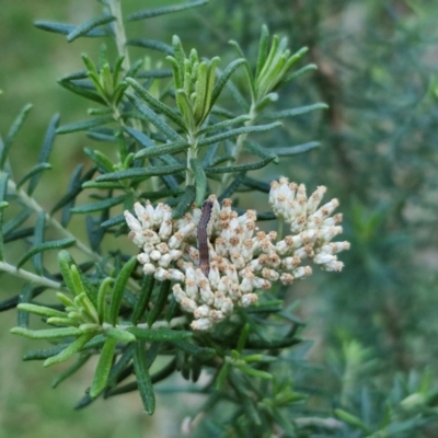 Cassinia aculeata subsp. aculeata (Dolly Bush, Common Cassinia, Dogwood) at Goulburn, NSW - 6 Aug 2024 by trevorpreston