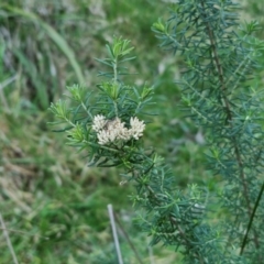 Cassinia aculeata subsp. aculeata at Goulburn, NSW - 6 Aug 2024