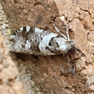 Lepidoscia heliochares at Lyneham, ACT - 5 Aug 2024 12:53 PM