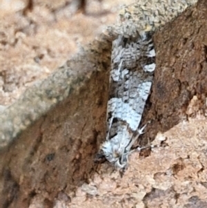 Lepidoscia heliochares at Lyneham, ACT - 5 Aug 2024 12:53 PM