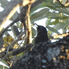 Phylidonyris pyrrhopterus (Crescent Honeyeater) at South Durras, NSW - 6 Aug 2024 by GlossyGal