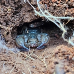 Urodacus manicatus (Black Rock Scorpion) at Hume, ACT - 6 Aug 2024 by Jiggy