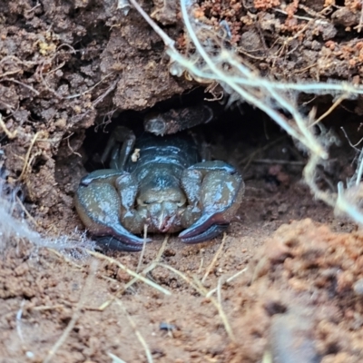 Urodacus manicatus (Black Rock Scorpion) at Hume, ACT - 6 Aug 2024 by Jiggy