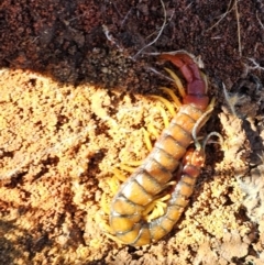 Cormocephalus aurantiipes (Orange-legged Centipede) at Hume, ACT - 6 Aug 2024 by Jiggy