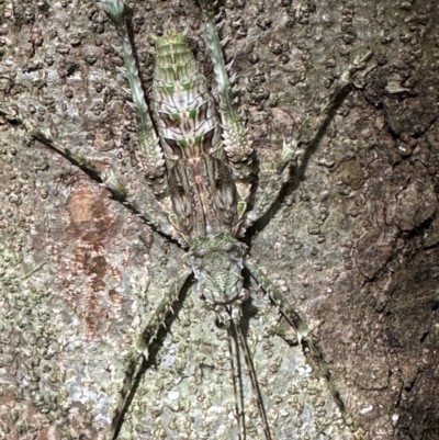 Phricta spinosa (Spiny Rainforest Katydid) at Cape Tribulation, QLD - 5 Aug 2024 by lbradley