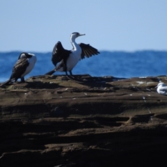 Phalacrocorax varius (Pied Cormorant) at South Durras, NSW - 6 Aug 2024 by GlossyGal